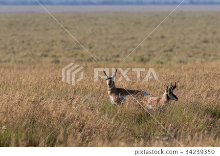 Pronghorn Antelope Bucks Pronghorn Antelope Bucks 34239350
