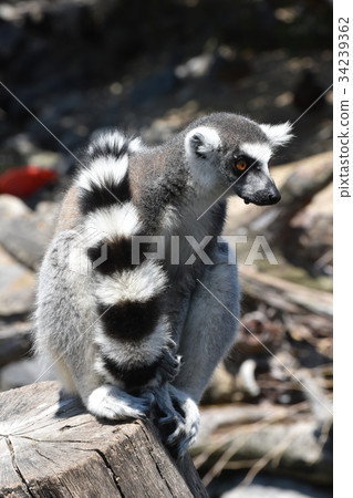 Wolverine lemur 34239362