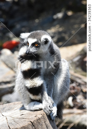 Wolverine lemur 34239363