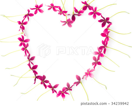 Close up Rangoon creeper flower background Close up Rangoon creeper flower background 34239942