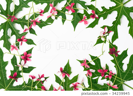 Green leaf pattern and Rangoon creeper flower Green leaf pattern and Rangoon creeper flower 34239945