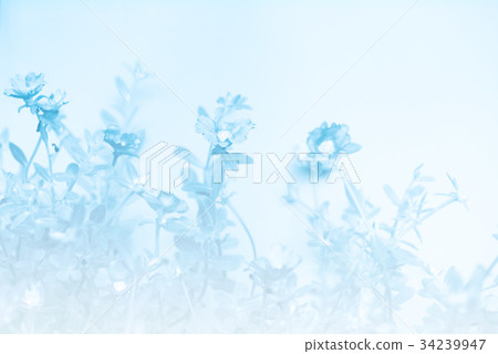 Beautiful small  flower field with soft background 34239947