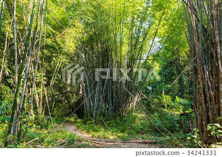Scenery in Khao Sok National Park in Thailand Scenery in Khao Sok National Park in Thailand 34241331