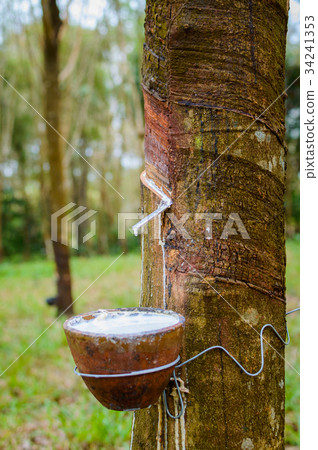 Milky latex extracted from rubber tree 34241353