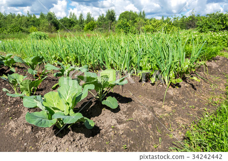 Young green cabbage and green onion Young green cabbage and green onion 34242442