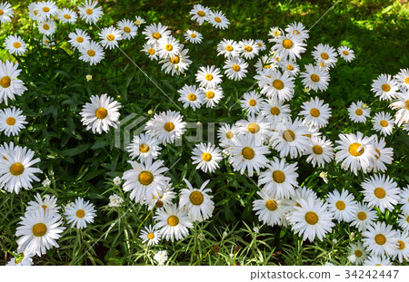 White chamomile flowers at summertime White chamomile flowers at summertime 34242447