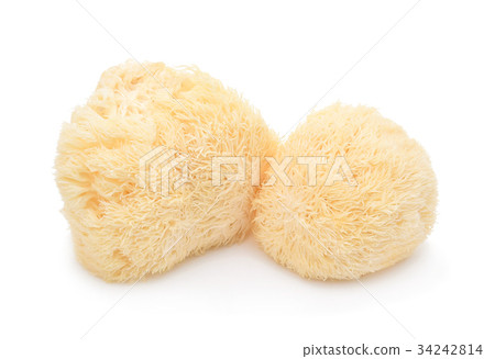 lion mane mushroom isolated on white background. lion mane mushroom isolated on white background. 34242814