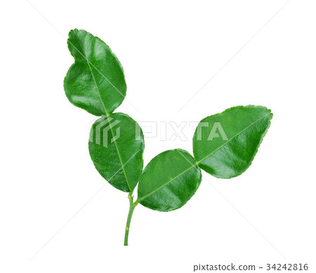 Kaffir lime leaves isolated on white background 34242816