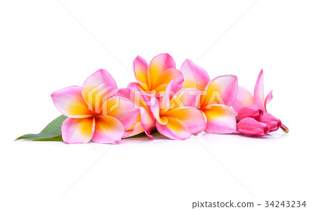 frangipani flower isolated on white background 34243234