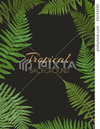 Fern Leaf Vector Background Illustration 34244090