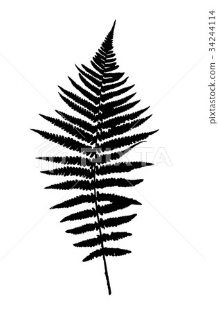 Fern Leaf Vector Background Illustration Fern Leaf Vector Background Illustration 34244114