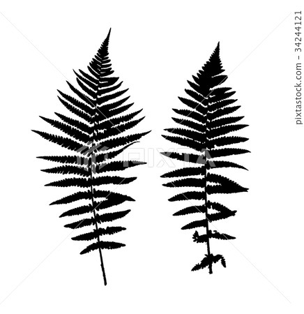 Fern Leaf Vector Background Illustration Fern Leaf Vector Background Illustration 34244121