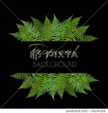 Fern Leaf Vector Background with White Fram Fern Leaf Vector Background with White Fram 34244169