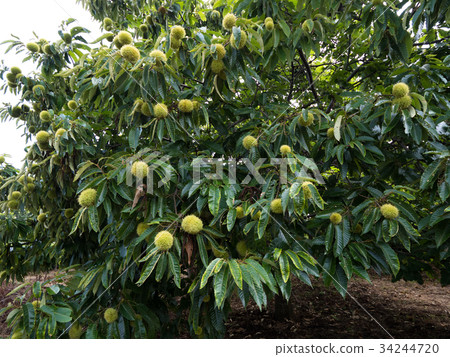Chestnut field Chestnut field 34244720