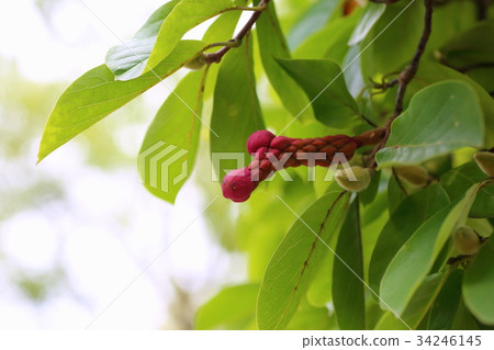 Haku Mokuren的果實 34246145