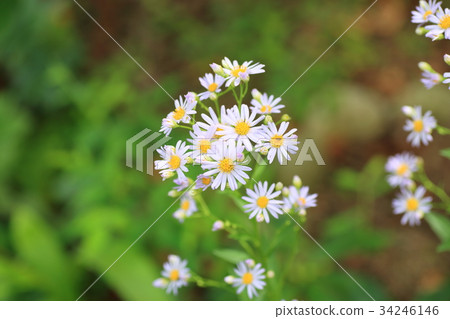 錫安花 錫安花 34246146