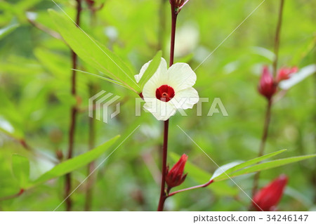 玫瑰茄花 34246147