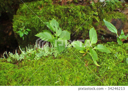 Fallen tree and moss 34246213