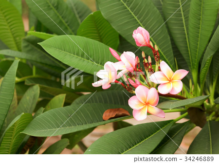 Frangipani flower Frangipani flower 34246889