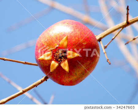 Or Yehuda Pomegranate isolated 2011 34247603