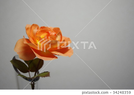 玫瑰 玫瑰 34248359
