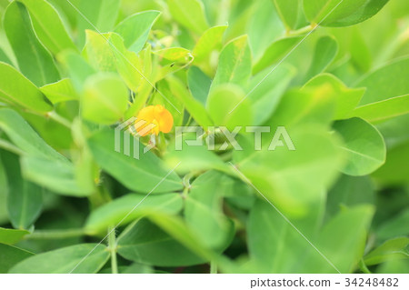 花生鮮花 花生鮮花 34248482
