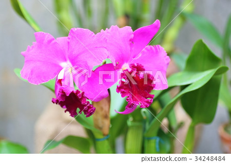 卡特蘭花 卡特蘭花 34248484