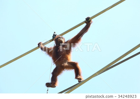 Orangutan of Tama Animal Park Skywalk 34248923
