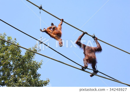 Orangutan of Tama Animal Park Skywalk 34248927