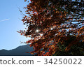 Blue sky and autumn leaves image 34250022
