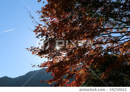 Blue sky and autumn leaves image 34250022