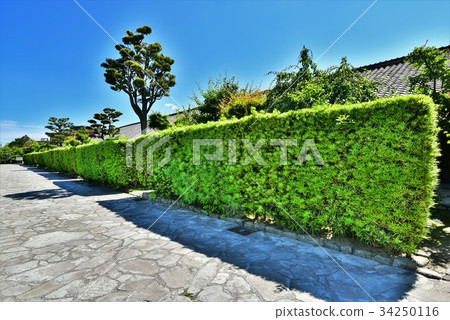 Matsusaka Mijo Banyashiki 34250116