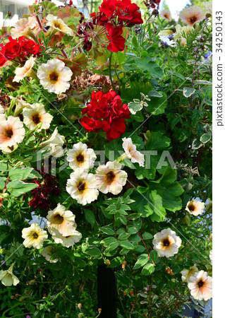 全國城市綠化橫濱博覽會 34250143