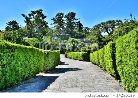 Matsusaka Mijo Banyashiki 34250189