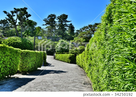 Matsusaka Mijo Banyashiki 34250192