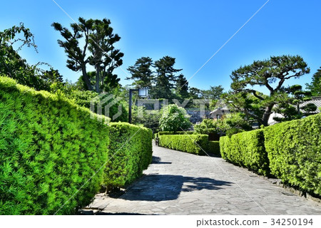 Matsusaka Mijo Banyashiki 34250194