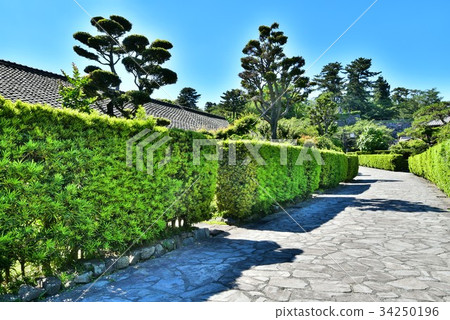 Matsusaka Mijo Banyashiki 34250196