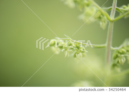 金藏 金藏 34250464