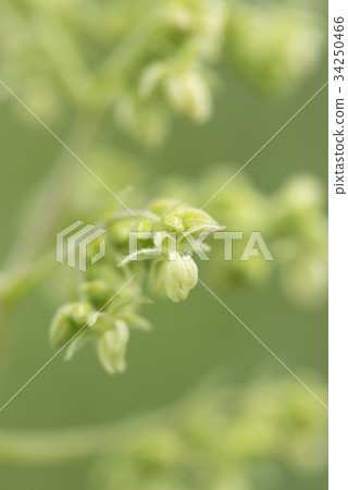 金藏 金藏 34250466