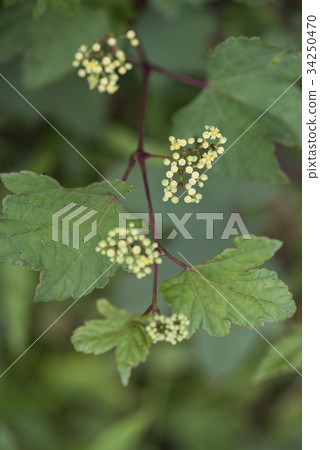 Nobudo Nobudo 34250470