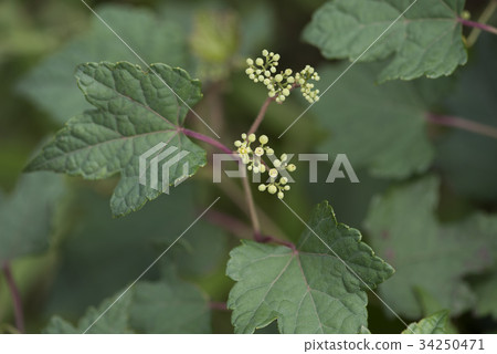 Nobudo Nobudo 34250471