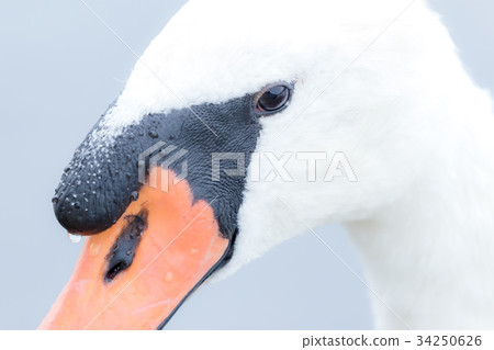 Swan Swan 34250626