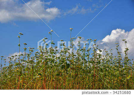Buckwheat flower and blue sky Showa village in Fukushima prefecture 34251680