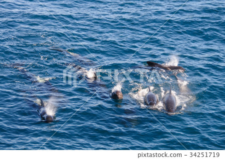 Long-finned Pilot Whales Long-finned Pilot Whales 34251719