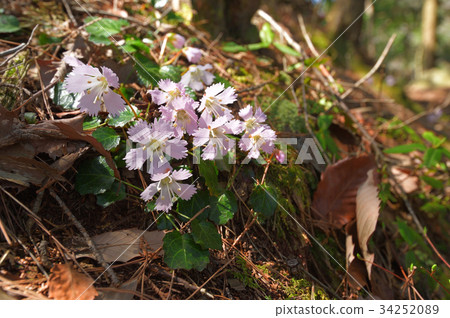 Shrimp blooming in the forest Kanuma city Mt. 34252089