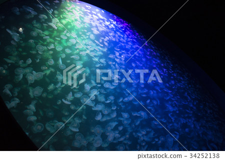 鶴岡市加茂水族館 34252138