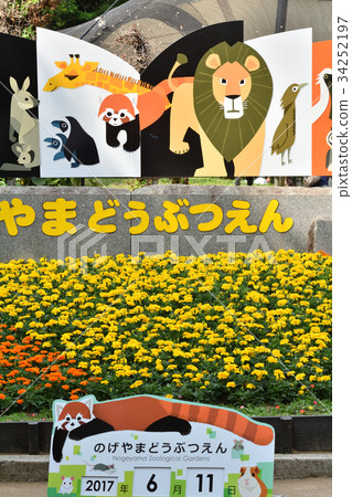 Yokohama · Nogeyama zoo 34252197