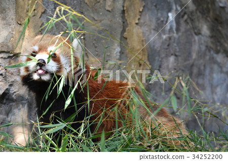 在橫濱·Nogeyama動物園的小熊貓 34252200