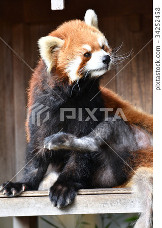 在橫濱·Nogeyama動物園的小熊貓 34252458