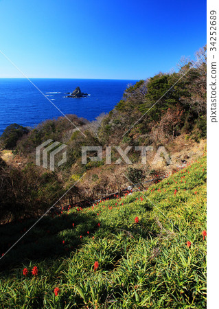 The coast of Otado and the flowers of aloe 34252689